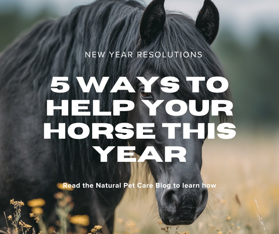 What new year resolutions have you made for your horse's care?
Check out this Natural Pet Care Blog post to get some ideas on what you can do to make the year a happier and healthier one (if that's possible!)

taranet.co.uk/Animal%20Care%…