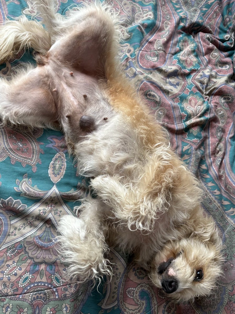 Hola, estoy recaudando donaciones para poder operar a Sally de su bolita y de paso esterilización. Hasta el momento me faltan 250 soles para poder completar el monto. Cualquier apoyo puede ser vía plin al 943120013 o compartiendo la publicación 🥺🙏🏼