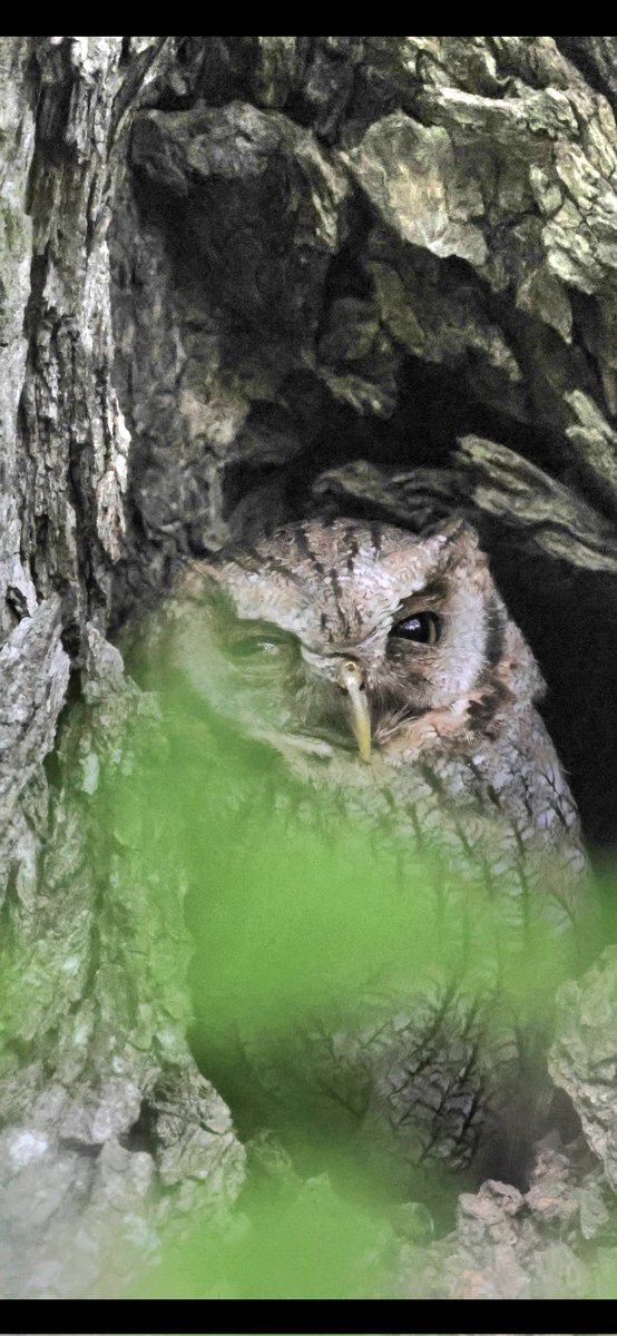 Allan Conlin tweet media