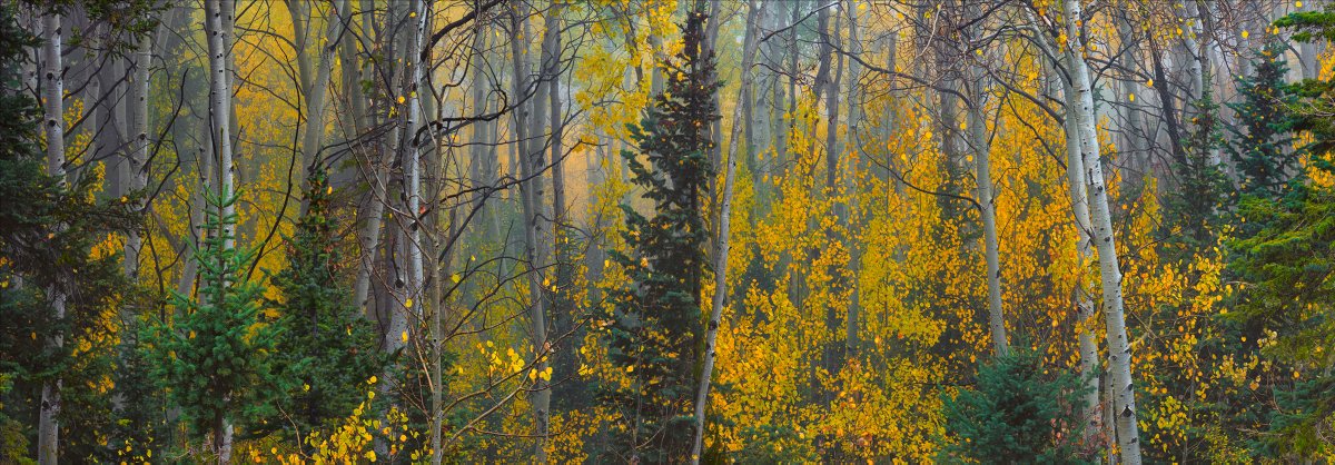 Peter Lik tweet media