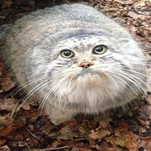 pose ft <a href="/ellie1bell/">eleanor</a> prod <a href="/0zoos/">zoos</a> + <a href="/jdblds/">jade blades</a> out on soundcloud ! all plats at midnight