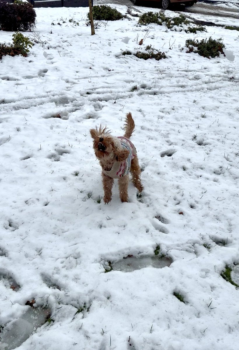 Adithebaddyy's tweet image. POV: you wanted a cute dog pic but accidentally summoned a snow goblin that’s just seen winter for the first time.