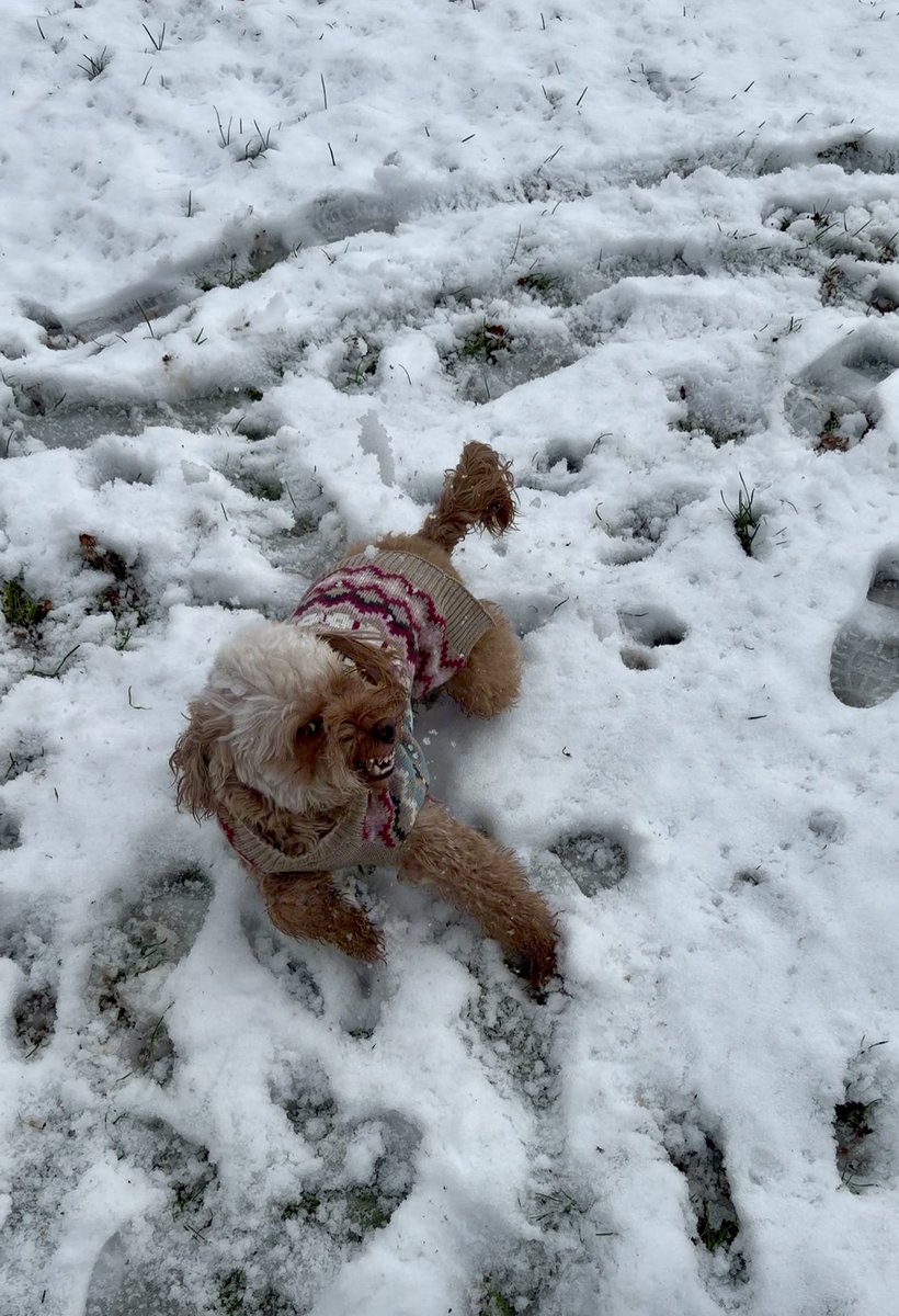 Adithebaddyy's tweet image. POV: you wanted a cute dog pic but accidentally summoned a snow goblin that’s just seen winter for the first time.