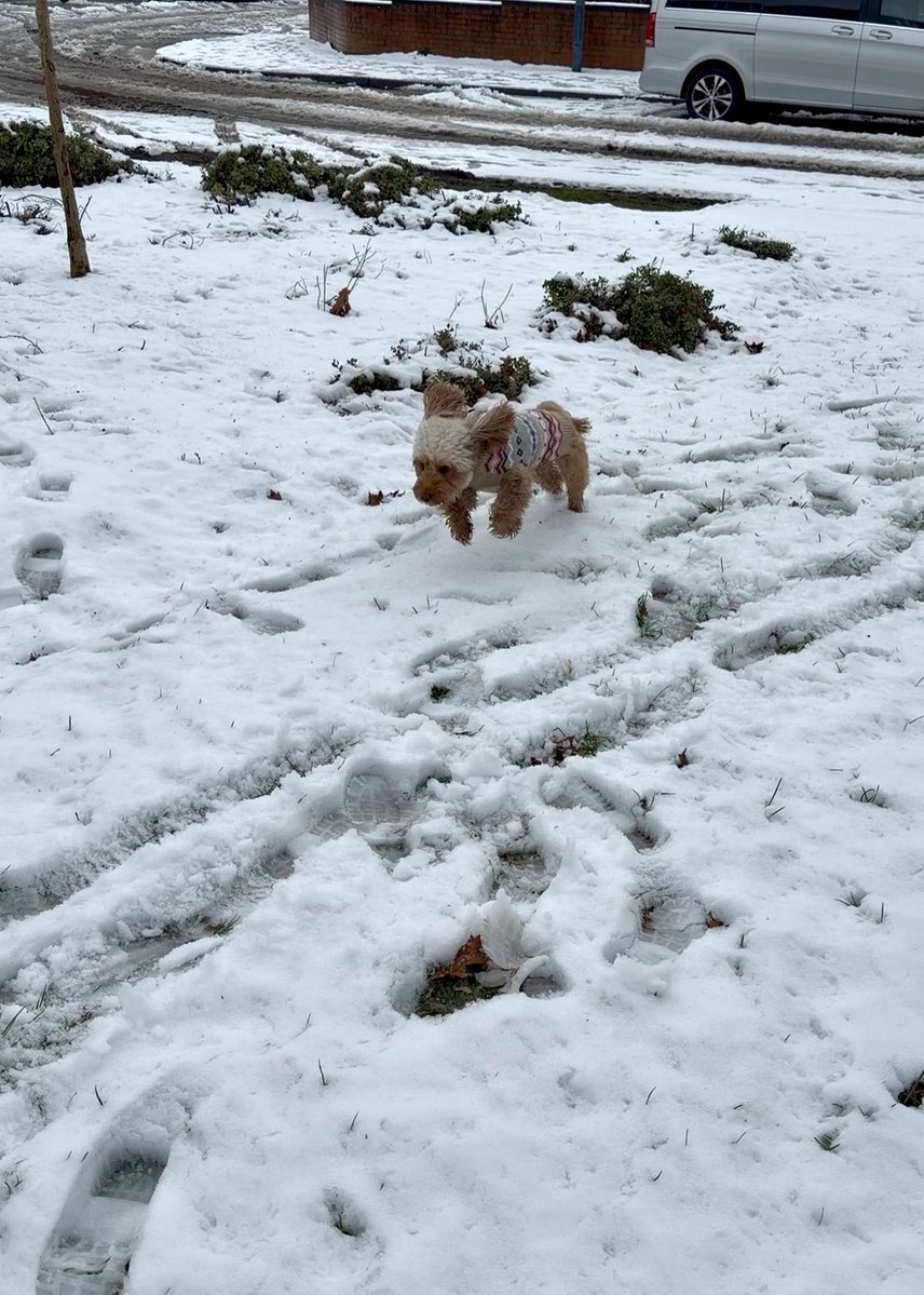 Adithebaddyy's tweet image. POV: you wanted a cute dog pic but accidentally summoned a snow goblin that’s just seen winter for the first time.