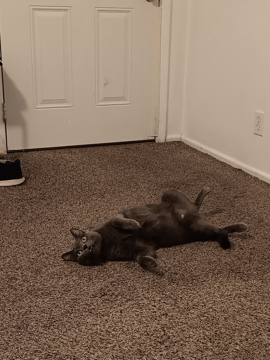PoppaRusty's tweet photo. @Brettdasovic Here's my 2 boys, Felix (the all gray one) and Merlin. Couple rabble-rousers! #PCCPets #CuteOfTheDay https://t.co/t3RpKcIAaC