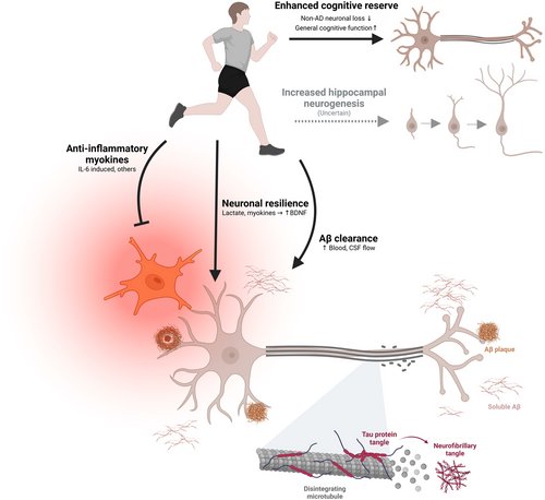 louisanicola_'s tweet image. Exercise might be the most underused Alzheimer’s treatment we already have.

What the science says 👇

1. Alzheimer’s starts decades early
Brain changes happen long before symptoms, which is why prevention matters more than late stage drugs.

2. Exercise lowers Alzheimer’s risk…