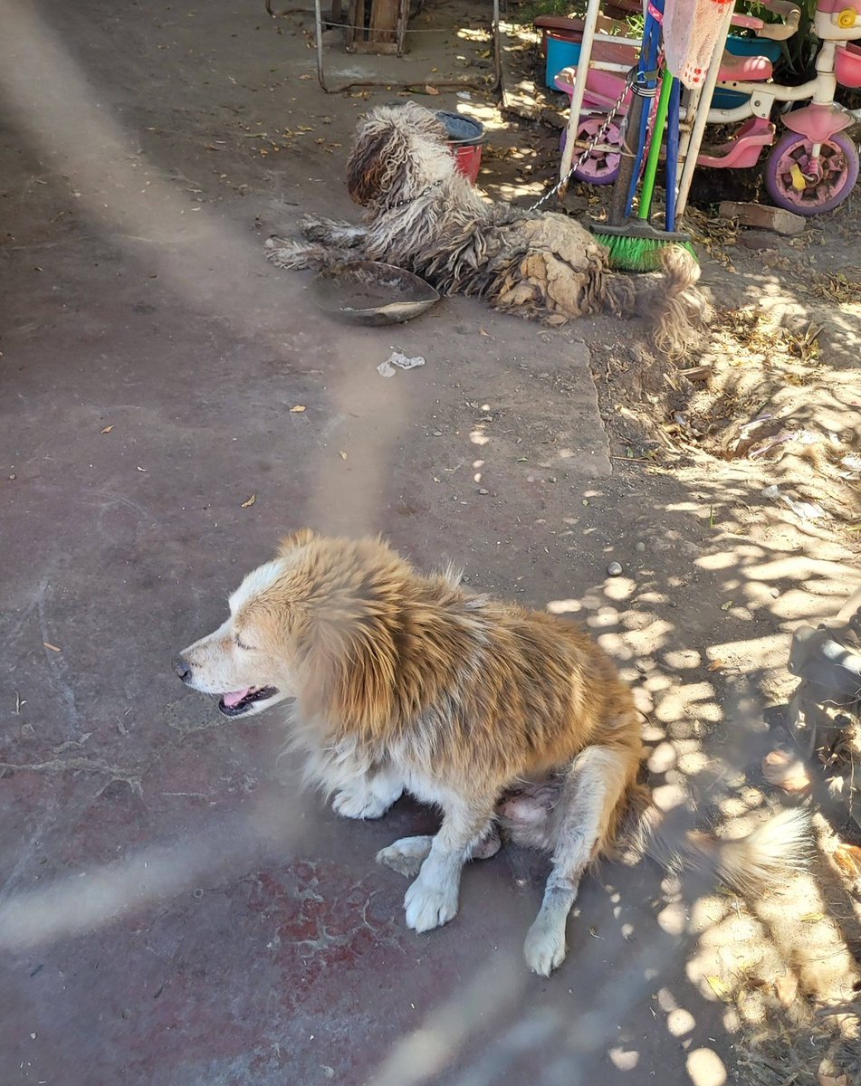 "Queremos ayudar a estos perritos, miren cómo están. Nos los entregan, pero sólo podemos rescatarlos si conseguimos HT. Los entregamos bañados, peluqueados y nos hacemos cargo de todo hasta que sean adoptados. Si puedes ayudarnos con temporal, escríbenos al +56946182343."
#Paine