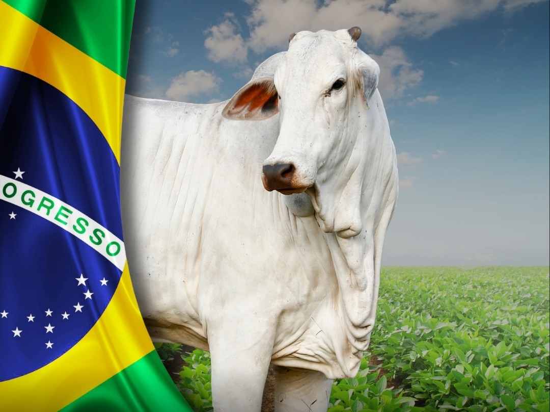 Gráfico Coronavírus Mercado Bolsista Queda Pandemia Queda Mercados  Ilustração do Vetor - Ilustração de crise, descida: 176820586, image size:1080x808