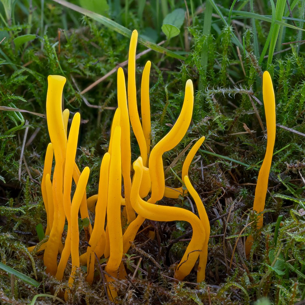 fungus