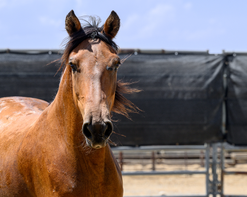 BLM Wild Horse & Burro Program tweet media