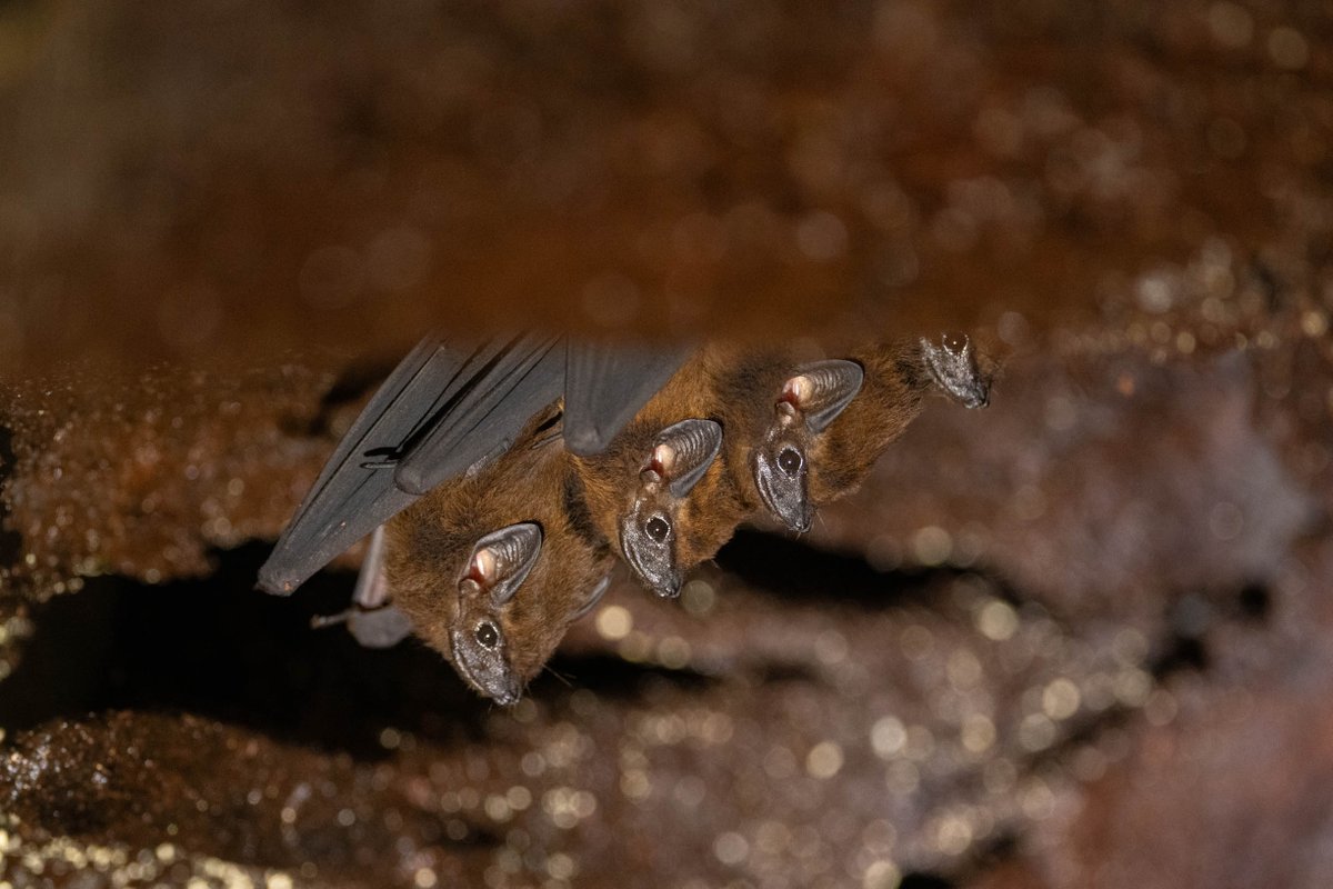 TheWCS's tweet image. WCS co-authored science has expanded the known range for a little-known bat species into La Moskitia, one of the Five Great Forests of Central America. 

With partners, the scientists used acoustic monitoring to identify the presence of the chestnut sac-winged bat.