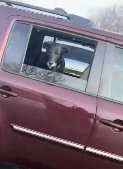 <a href="/mattvanswol/">Matt Van Swol</a> The real victim in all this—someone please tell me the dog is fine!