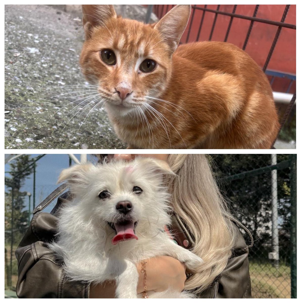 10Safir_Sibel's tweet photo. Köpek bahane sonucu yoğunmuş bakamıyormuş yuva arıyor
Şehir İstanbul 
İletişim 0552 064 81 14 numarası olan atmıyor sahiplendirme yapacak kişi o

Kedi ise kış şartlarında kulubesi atıldı mama su verilsin istenmiyor
Şehir İstanbul
iletişim @zfipiyendi55451

#satınalmasahiplen
Yuva https://t.co/iRLDUh75IO