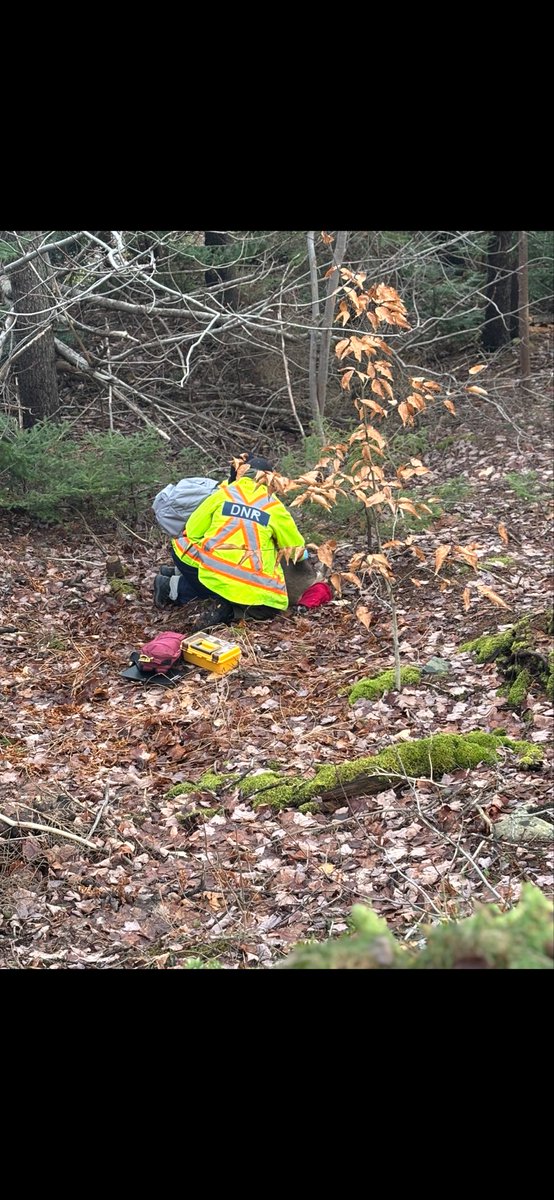 NS_DNR's tweet image. We’re pleased to report our staff removed Christmas lights from a deer’s antler in the Bedford area. Sometimes these situations resolve themselves when the deer sheds its antlers. In this case, staff took action when they saw the lights had shifted around the animal’s neck.