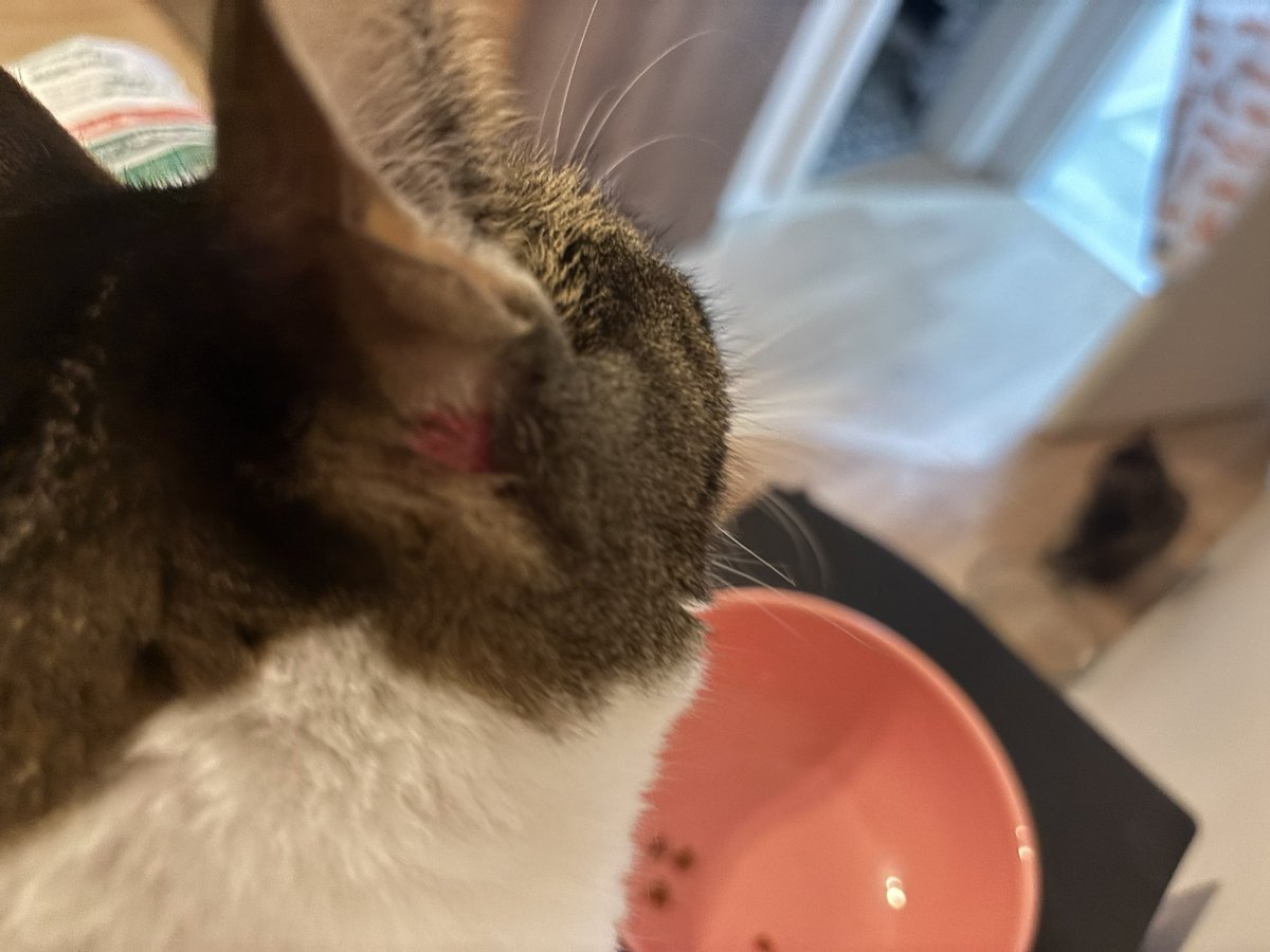 Görüntü için özür dilerim. Evin çeşitli yerlerinde kan görünce resmen fenalaştım. Evdeki tüm hayvanları kontrol ettim ve tahmin ettiğim gibi çıktı. Bu kedinin kimseyle derdi yok ama  diğer  tüm kedilerden dayak yiyor .. O asla hiç birine bulaşmıyor. Gerçekten hepsi az çok