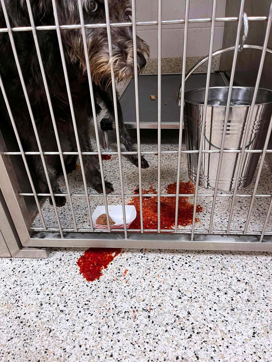 Hounds in Pounds tweet media