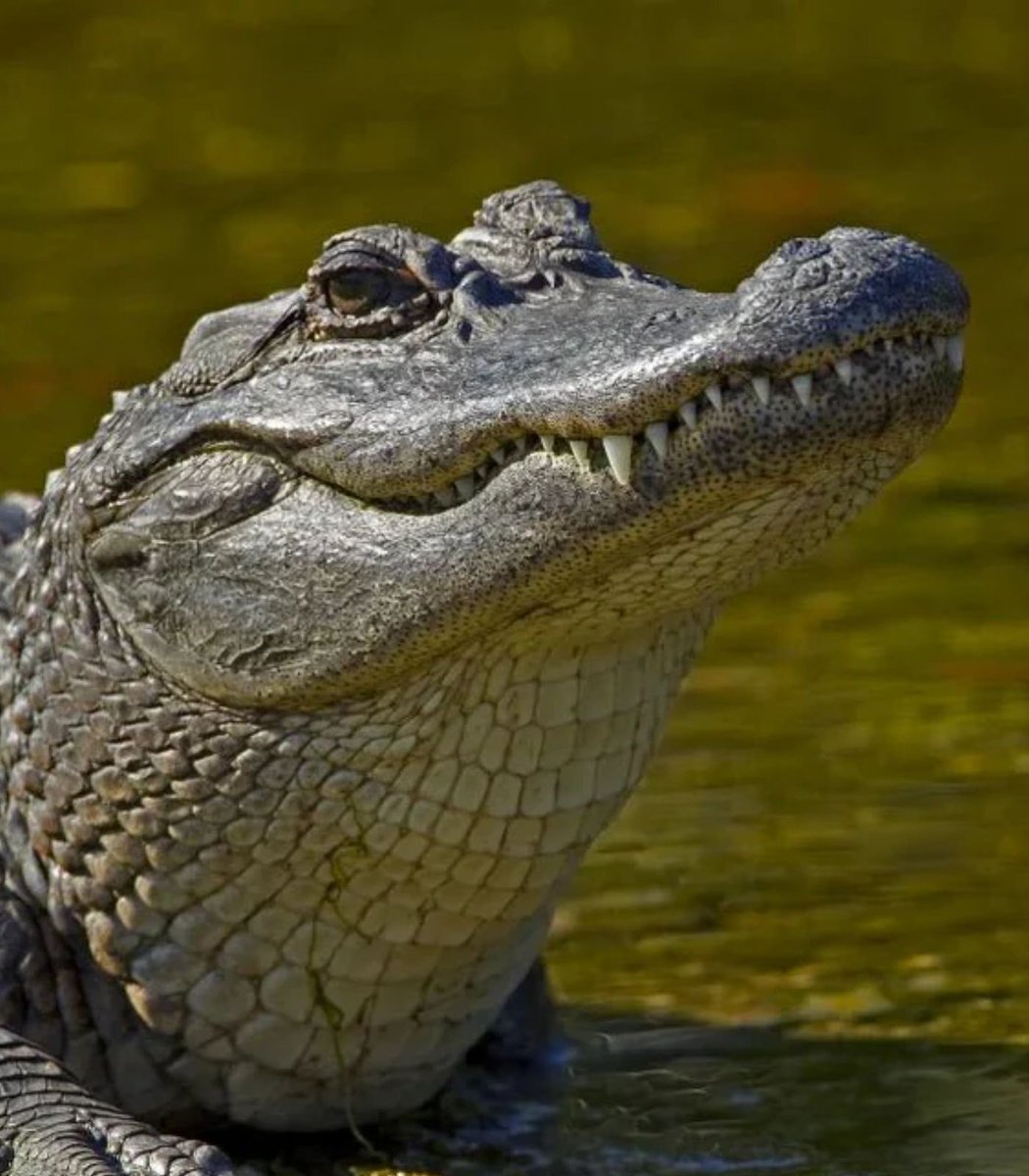 Dexerto's tweet image. Larian Studios was asked to reveal a small Divinity spoiler that wouldn't make sense until you play the game

They replied with "Alligator"