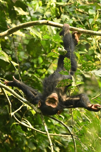WorldApeFund's tweet photo. Small chimps, big risks: What chimpanzees show us about our own behaviour: https://t.co/qjSyCjSECW https://t.co/PW7NCXL9RA