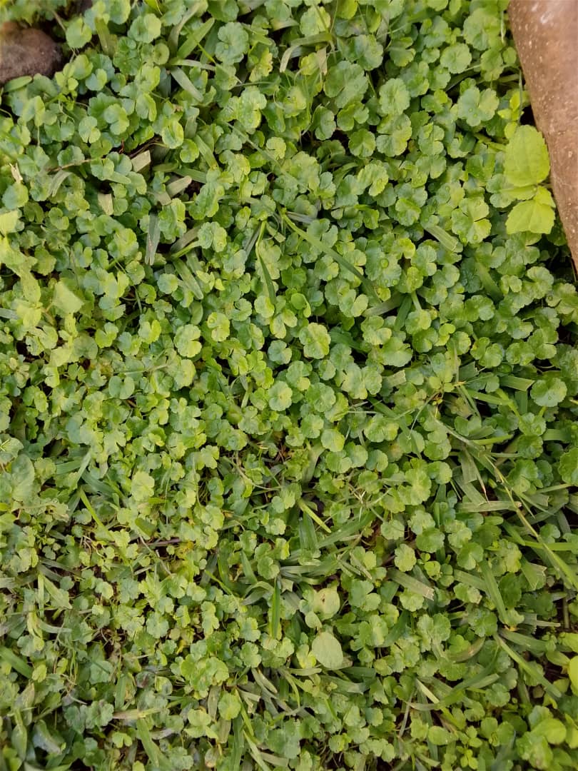 Pic of the day ☘️