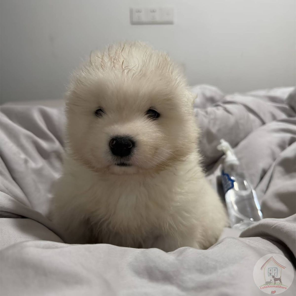 dogssaveworld's tweet image. 