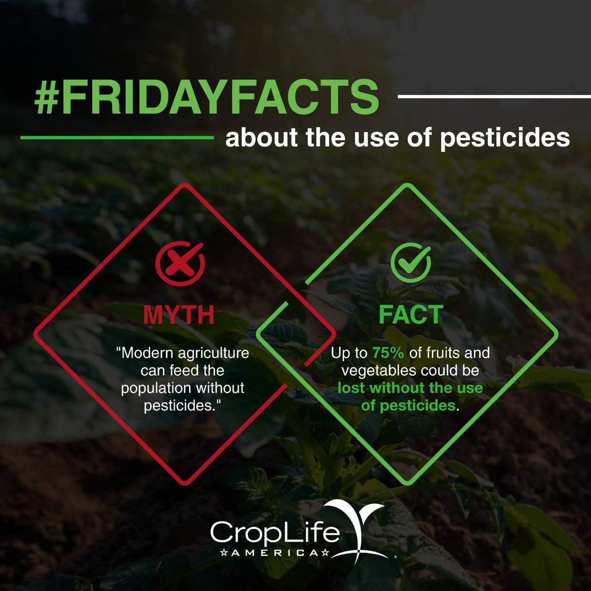 CropLifeAmerica's tweet image. Welcome to #FridayFacts! Check in each week to #GetTheFacts about pesticides.

FACT: Without the use of pesticides, up to 75% of fruit &amp;amp;amp; vegetable production could be lost to weeds, pests, &amp;amp;amp; disease.

Pesticides are essential to food security. Learn more: