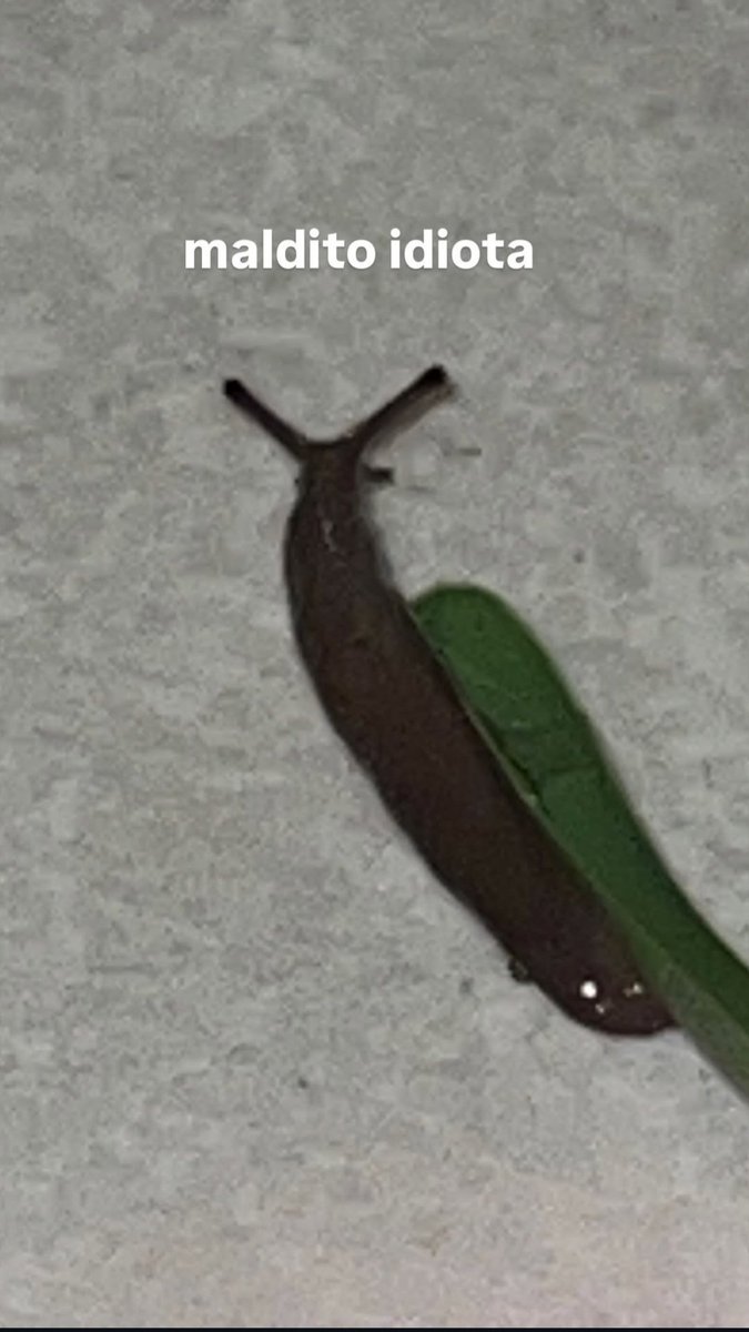 EstailusUpdate's tweet image. 📲 — | Estailus vía Instagram Stories