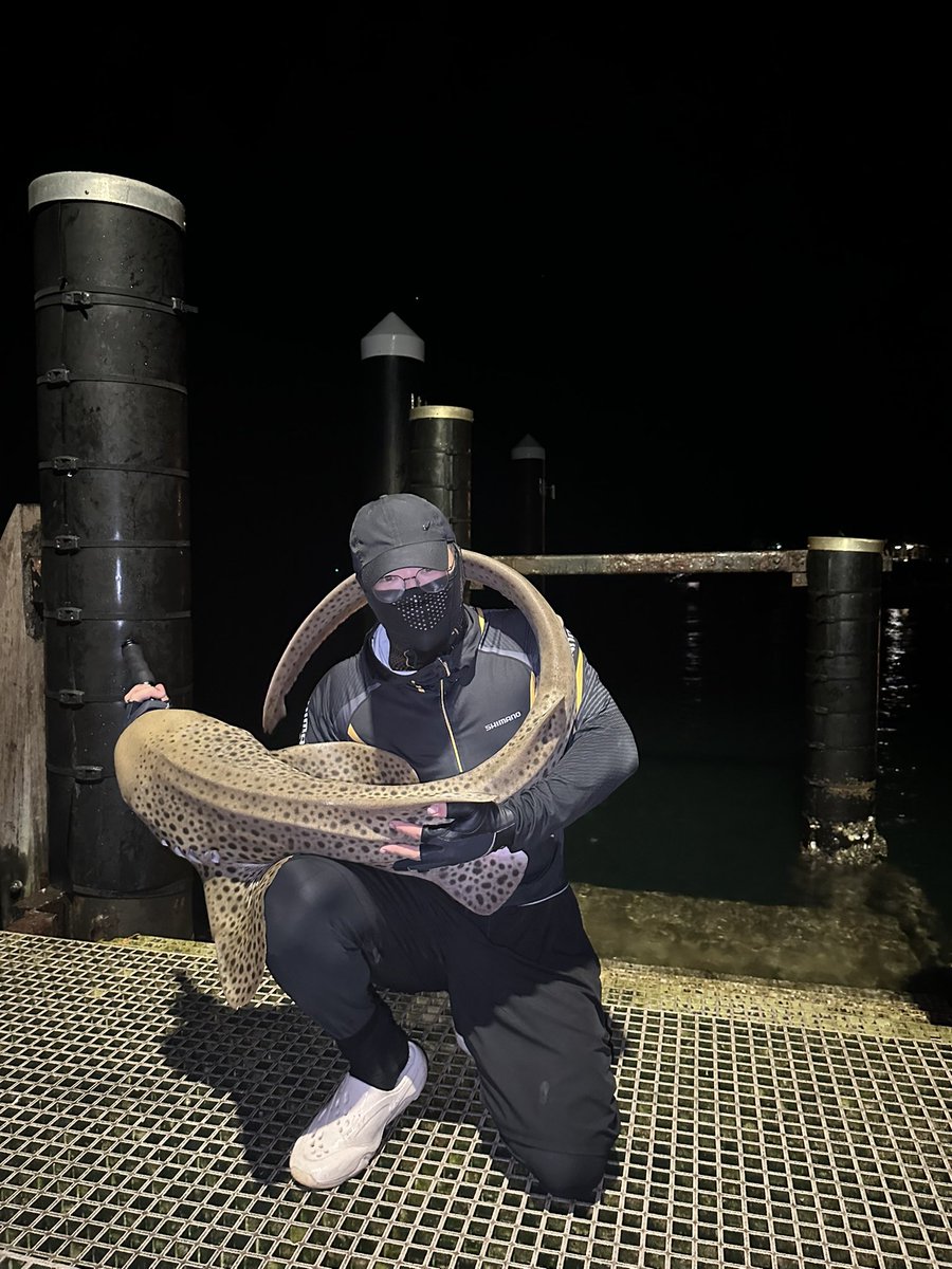 OneChiCh1's tweet photo. Met a 1.8m Leopard Shark – the ocean's cute puppy in spotted PJs. Safely released after a quick hello. The perfect catch &amp; release. 🦈💤
（29/11/2025）

#LeopardShark #CatchAndRelease #GentleGiant #SustainableFishing #SharkFishing #TagAndRelease #OceanGuardian https://t.co/m36MZ9fWcN