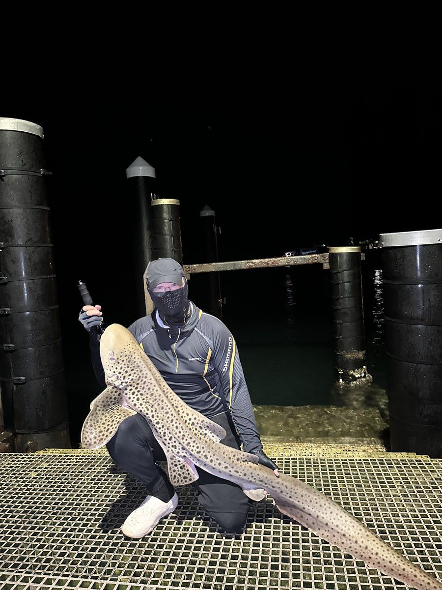 OneChiCh1's tweet photo. Met a 1.8m Leopard Shark – the ocean's cute puppy in spotted PJs. Safely released after a quick hello. The perfect catch &amp; release. 🦈💤
（29/11/2025）

#LeopardShark #CatchAndRelease #GentleGiant #SustainableFishing #SharkFishing #TagAndRelease #OceanGuardian https://t.co/m36MZ9fWcN