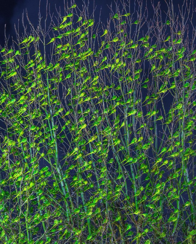 Curiosity tweet media