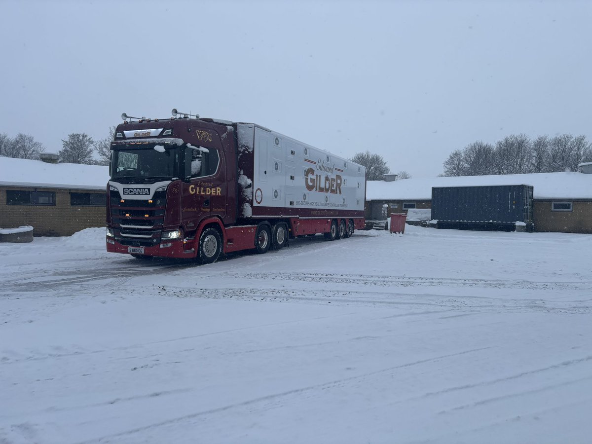 Latex Mallard (rubber duck ffs) tweet media