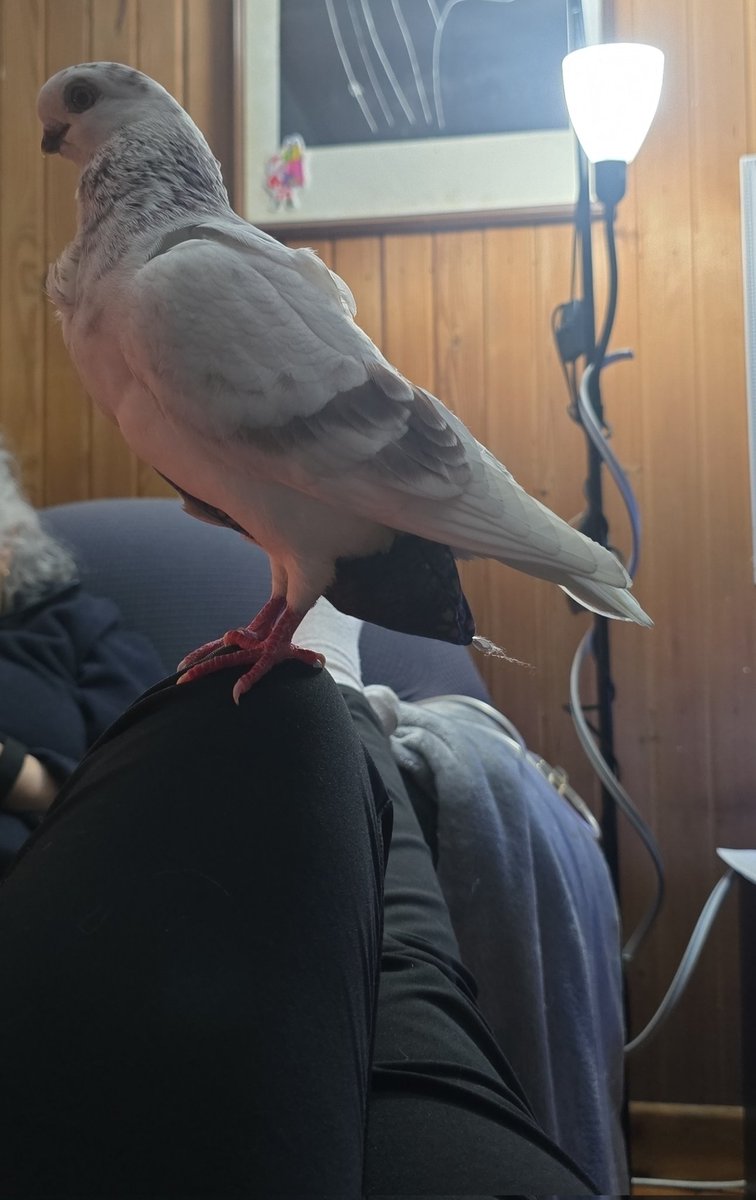 Nel caso vi fosse scordati di Jasperino mio 💚