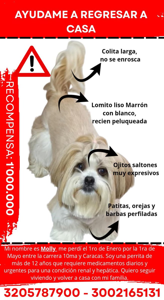 andreanimalidad's tweet image. 🚨Bogotá ❗️Se robaron a Molly, una perrita de 12 años. Su familia la busca❗️Gracias por difundir.