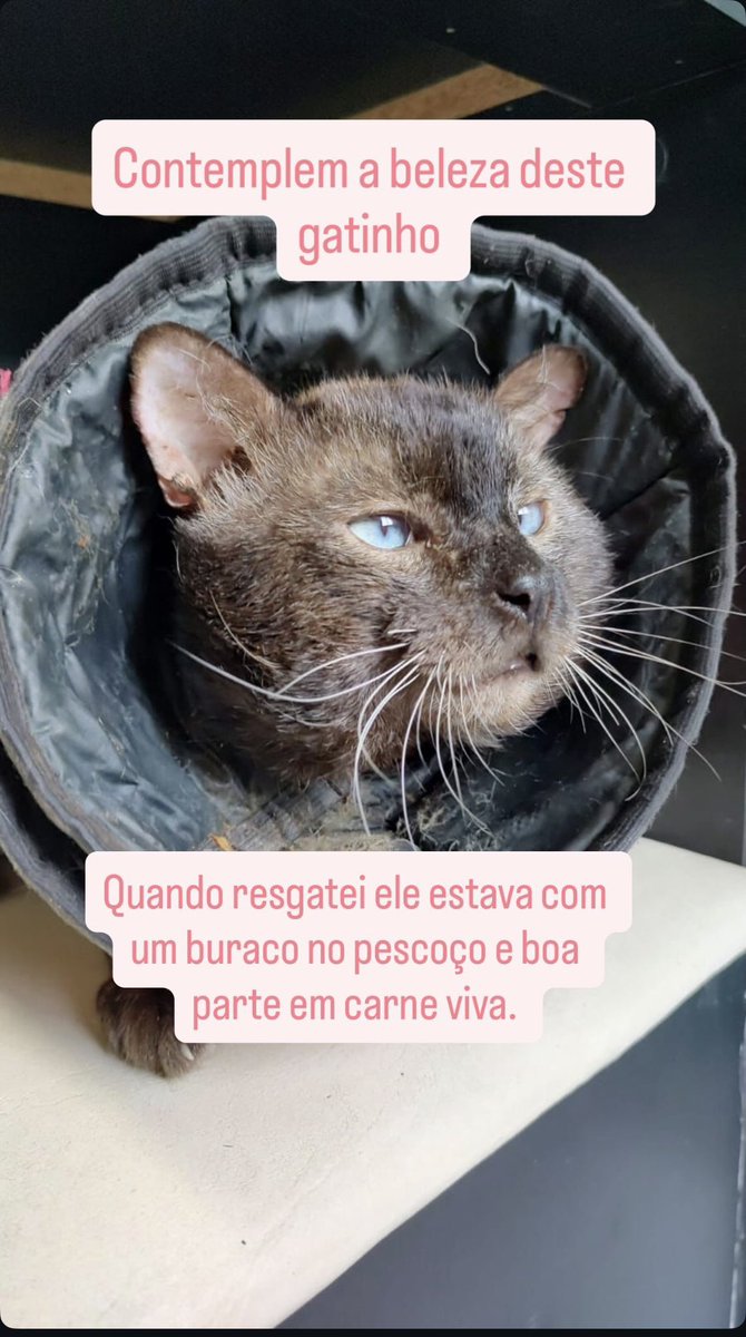 nayigo's tweet photo. Me ajudem a achar um lar para o Miguel https://t.co/hLe4F0RUsJ