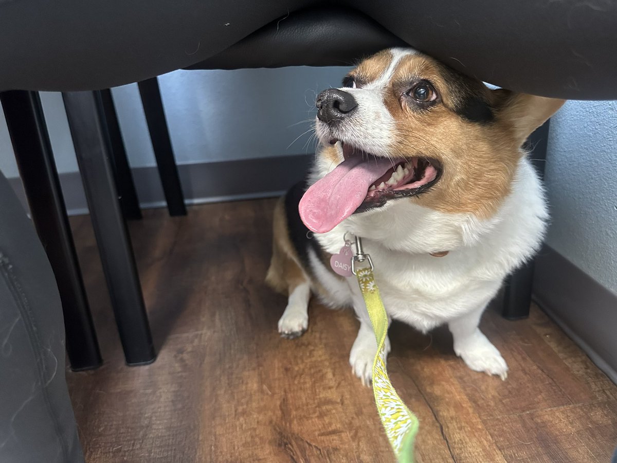 Corgis know best. Just ask Daisy. #NeverDaunted