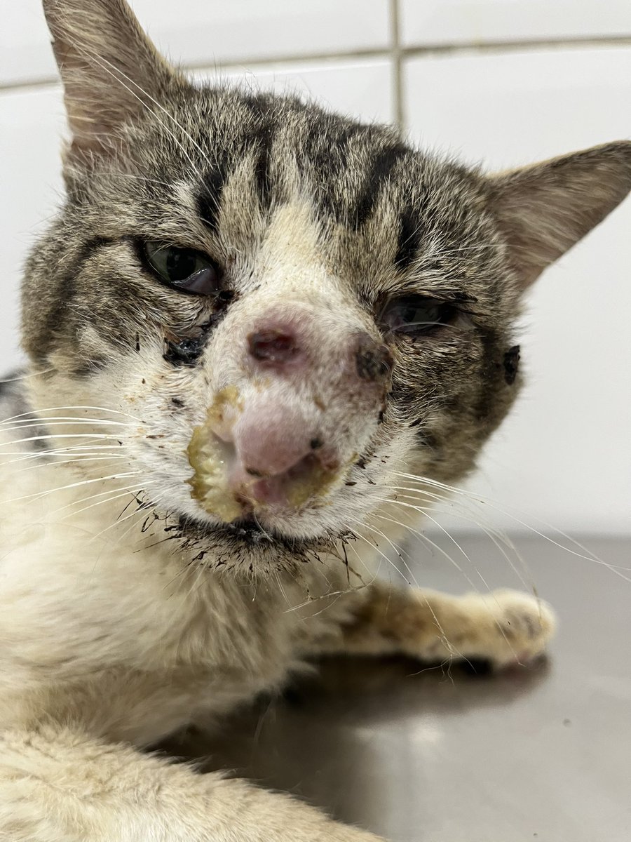 AbrigoMeimei's tweet photo. Amigos, sei que os pedidos de ajuda estão constantes, mas o fim de ano/início de ano na causa animal é esse caos que vocês estão acompanhando e eu preciso muito do apoio de cada um de vocês!

Usopp é um gatinho amoroso que foi encontrado nas ruas com o nariz assim, com esporotricose. Começamos o tratamento dele e há poucos dias ele gripou. A gripe felina vem avançando mesmo com os remédios indicados pelo veterinário e ele já não está mais comendo, por isso eu o trouxe ao veterinário pela segunda vez, para tomar medicação injetável e assim fazer com que ele se recupere e se alimente.

O Usopp tem uma madrinha que nos ajuda (ela que o tirou das ruas), acho importante ressaltar! Mas como os gastos estão muito elevados, estamos aqui pedindo um pouquinho de ajuda de cada um para que possamos continuar fazendo o máximo por eles. Hoje mesmo, com a ajuda que ela nos forneceu, fui à farmácia e gastei R$ 250 em medicamentos para ele (itraconazol e as medicações da gripe).

Por isso, todo apoio ajuda muito!

👉 Apoie através do pix 11 985816168 em nome de Lorena Tuxen.

Nos posts anteriores temos mais informações sobre a rifinha!

Ajudem também compartilhando, por favor!