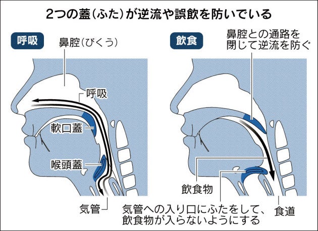 nameless_1030's tweet image. 歌い手さんの適切な『水の飲み方』💧
とっても大切な内容だけど、知らない人が多いので共有しますっ！

身体の水分量が大切！声帯は１秒間に何百回も振動しているから、乾燥してしまうと、その分だけ損傷のリスクが高まってしまう…🥲

ガブ飲むすると尿として排出されちゃうので、ちびちび飲もう〜！