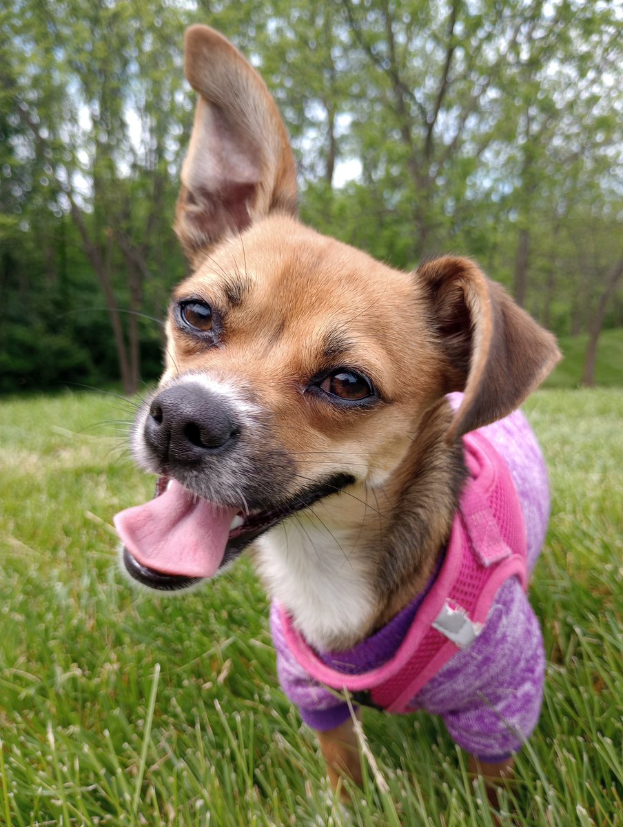 highwayStar880's tweet photo. @JohnDParody Princess Lulu of Springfield, MO. https://t.co/h5XAbB4wJr