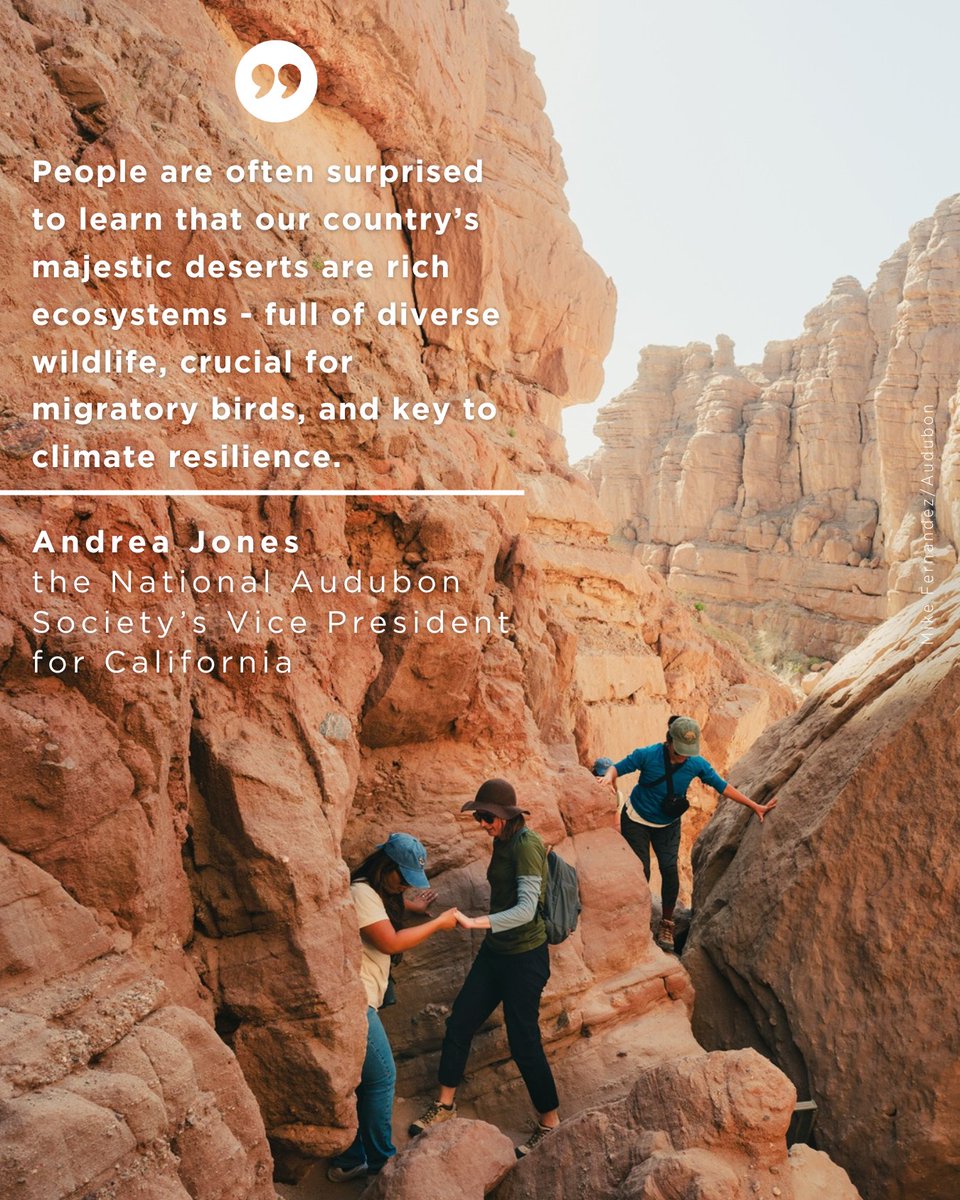 AudubonCA's tweet photo. Thank you @RepRaulRuizMD (CA-25) for introducing a joint resolution expressing support for #NationalDesertDay. Observed on the 2nd Sat of Jan, this day would honor the ecological, cultural, &amp; economic importance of America’s desert landscapes - and the people who call them home. https://t.co/9MfRNf3eJI