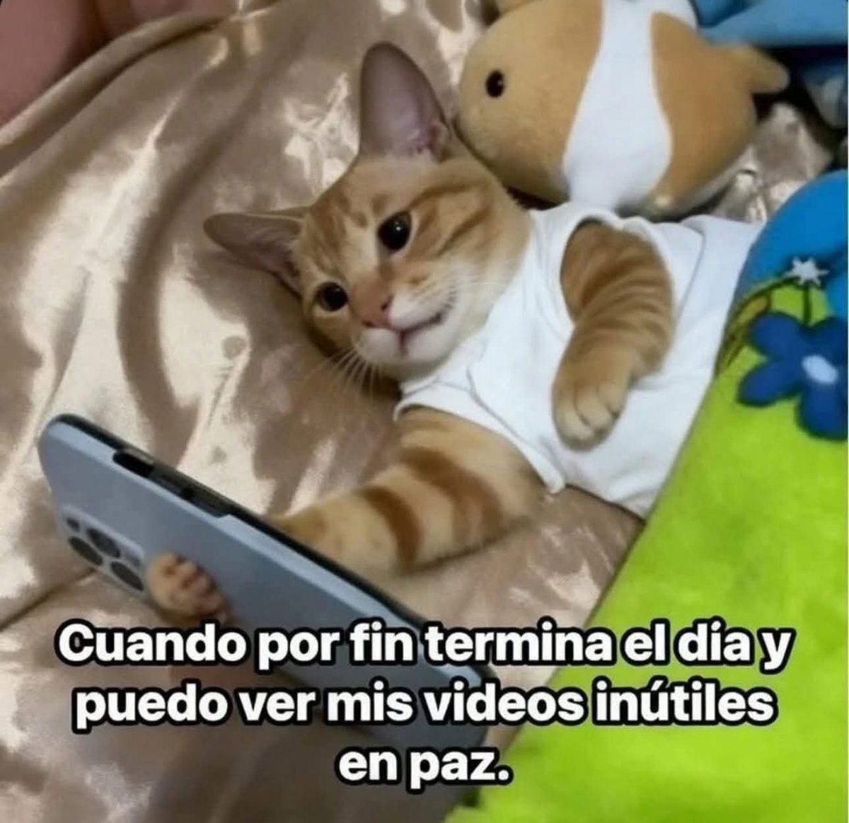 Dilo con gatitoz (@dilocongatitoz) on Twitter photo 