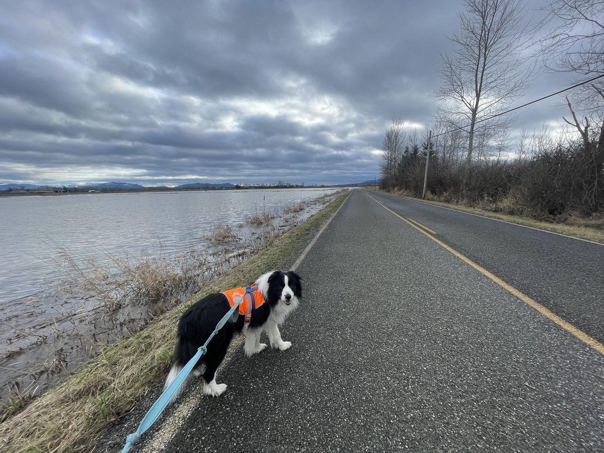 Beacon, (In Home) Border Collie Service Dog tweet media