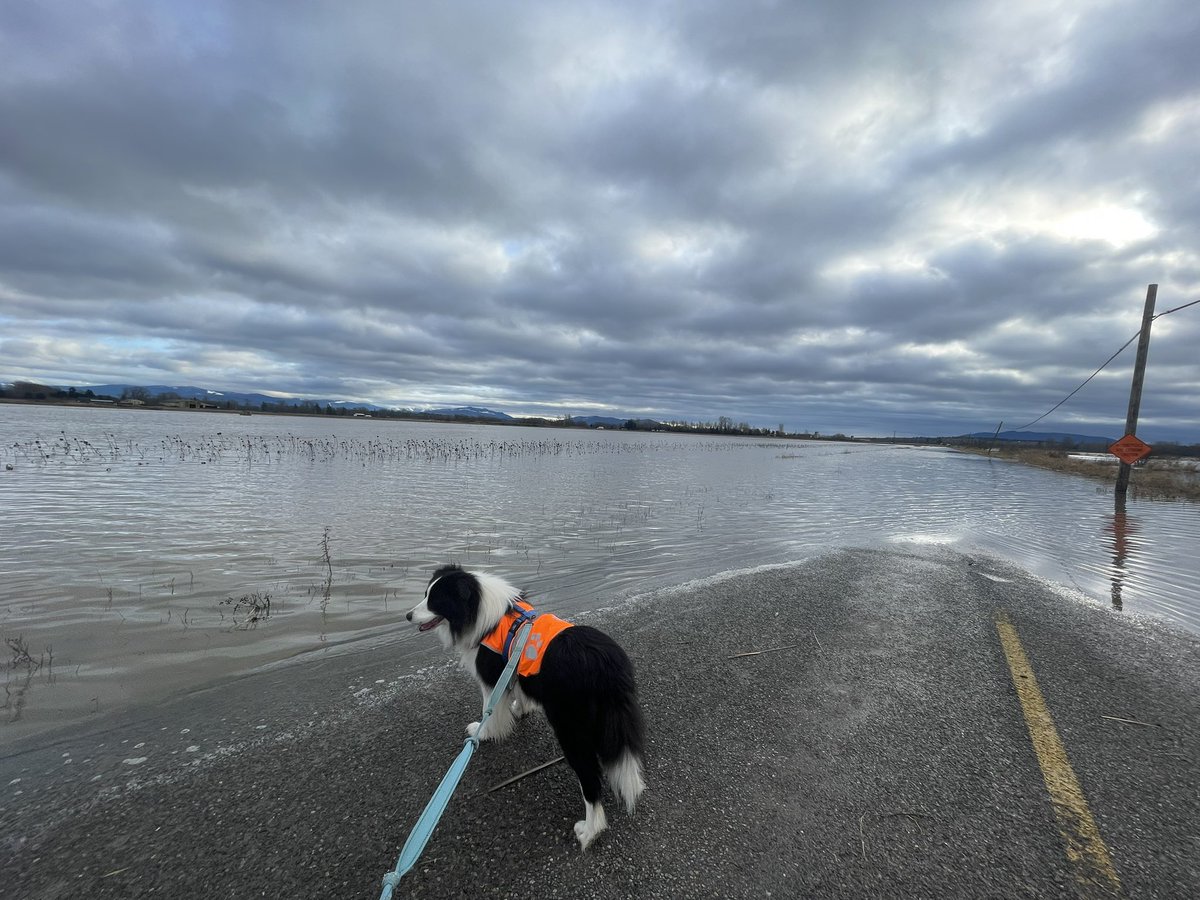 Beacon, (In Home) Border Collie Service Dog tweet media