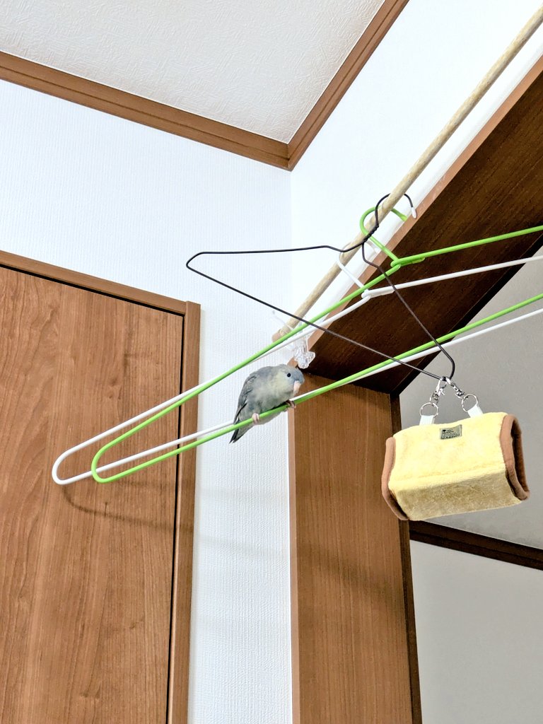 しちみさんはお引越しをして人間を見下ろすことを覚えてしまった