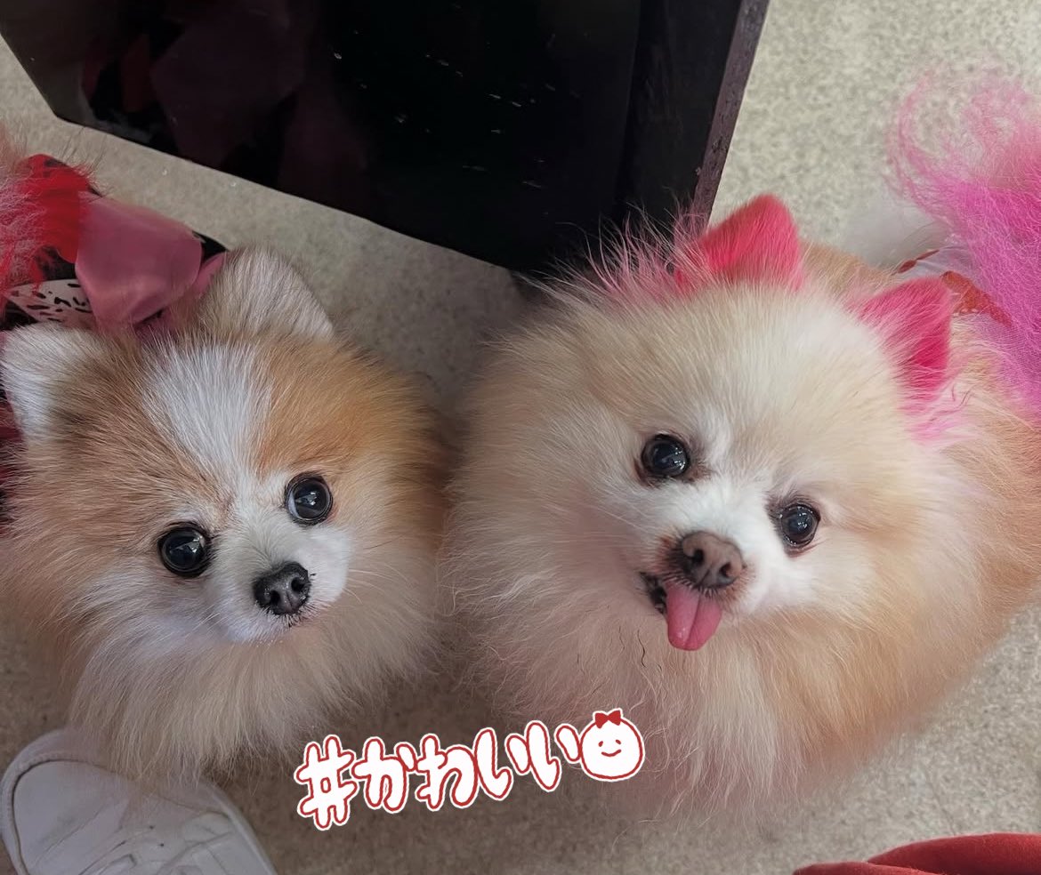ILOVE_Chocokun's tweet photo. 1️⃣ポメラニアンはmintCafeのトマちゃん🥰
ポスターに凄いね👏🏻👏🏻👏🏻👏🏻👏🏻😍
今日は2️⃣右のヤマト店長と友達のわんちゃんがmintママ手作りの着物着て着物グランプリに出るから楽しみ😍👘
向かってるけど間に合うかな😅w
#新春ドック２０２６
#mintCafe
#トマトちゃん https://t.co/yv3akIREzB