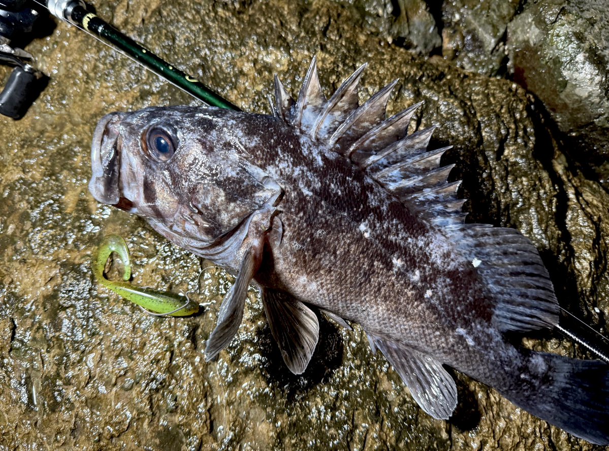 angler_zen_98's tweet image. 安定のテールマッカートニーLサイズ

流れの弱いポイントでもしっかり水を動かしてくれるようなルアーが反応良い⭕️