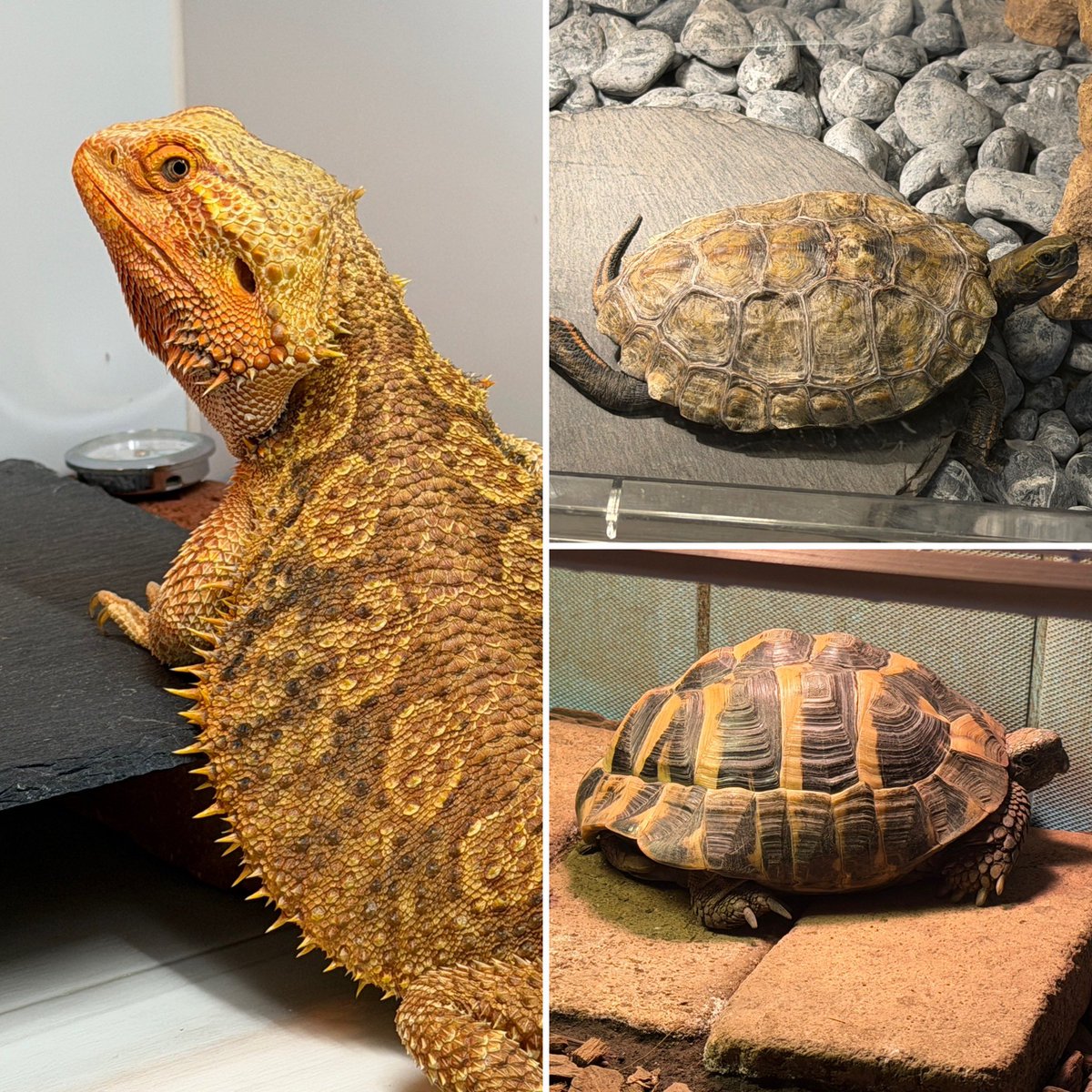 Good morning!

Mika was awake and pancaking!! Maybe she’s starting to come out of brumation!