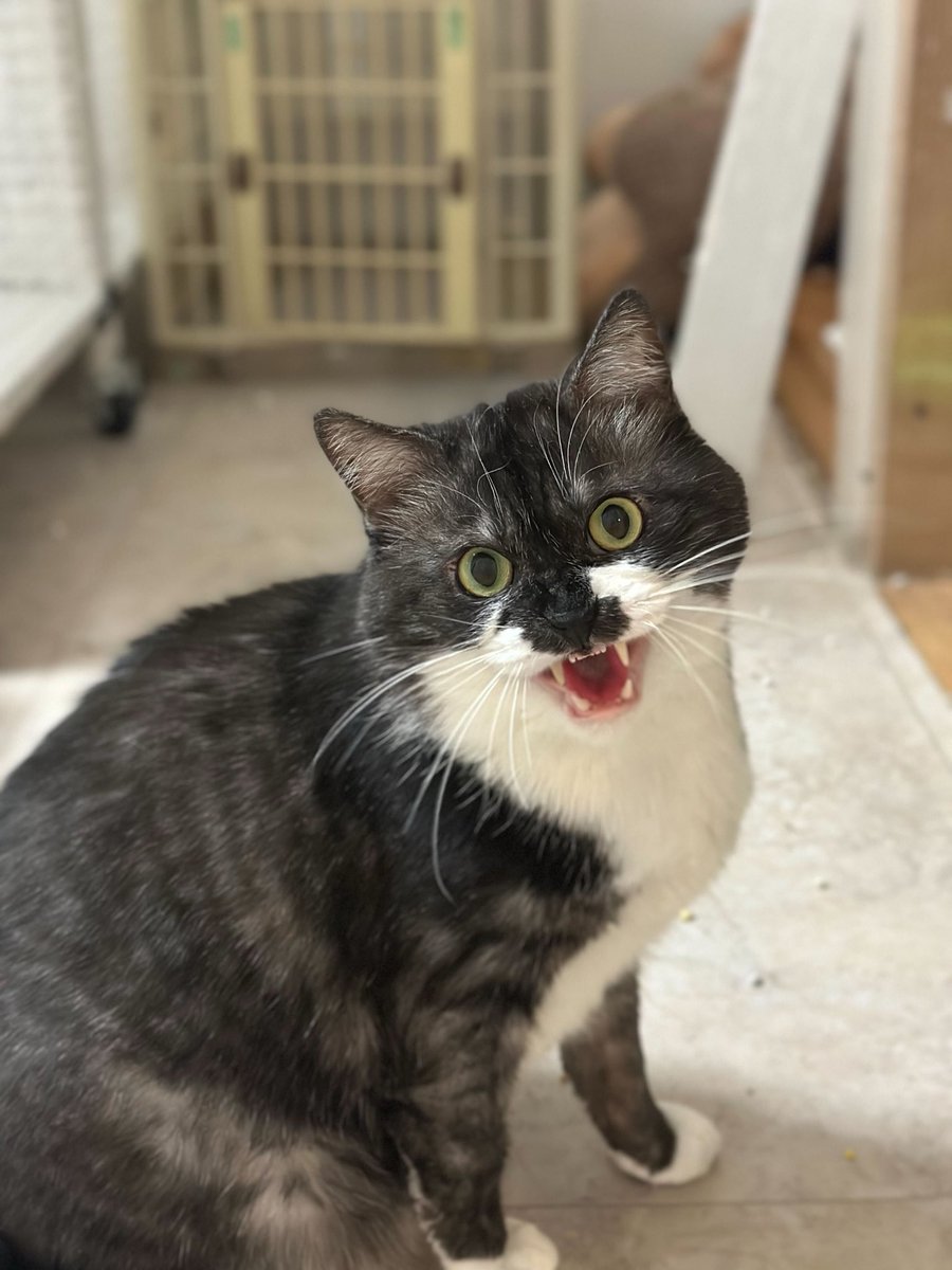 猫に嫌われるNG行動と猫との仲直りの方法を解説！おすすめの猫用おやつ5選 | UCHINOCO ＜うちの子＞, image size:900x1200