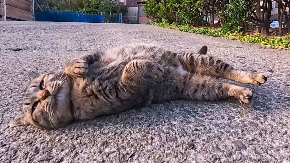 悶絶】「ボクをモフってほしいニャ！」猛ダッシュで駆け寄るキジトラ猫