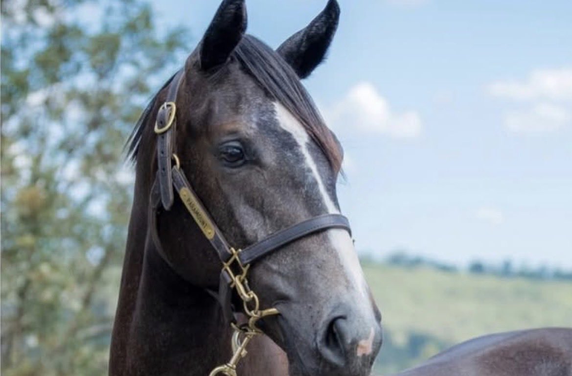 Strong Bloodstock tweet media