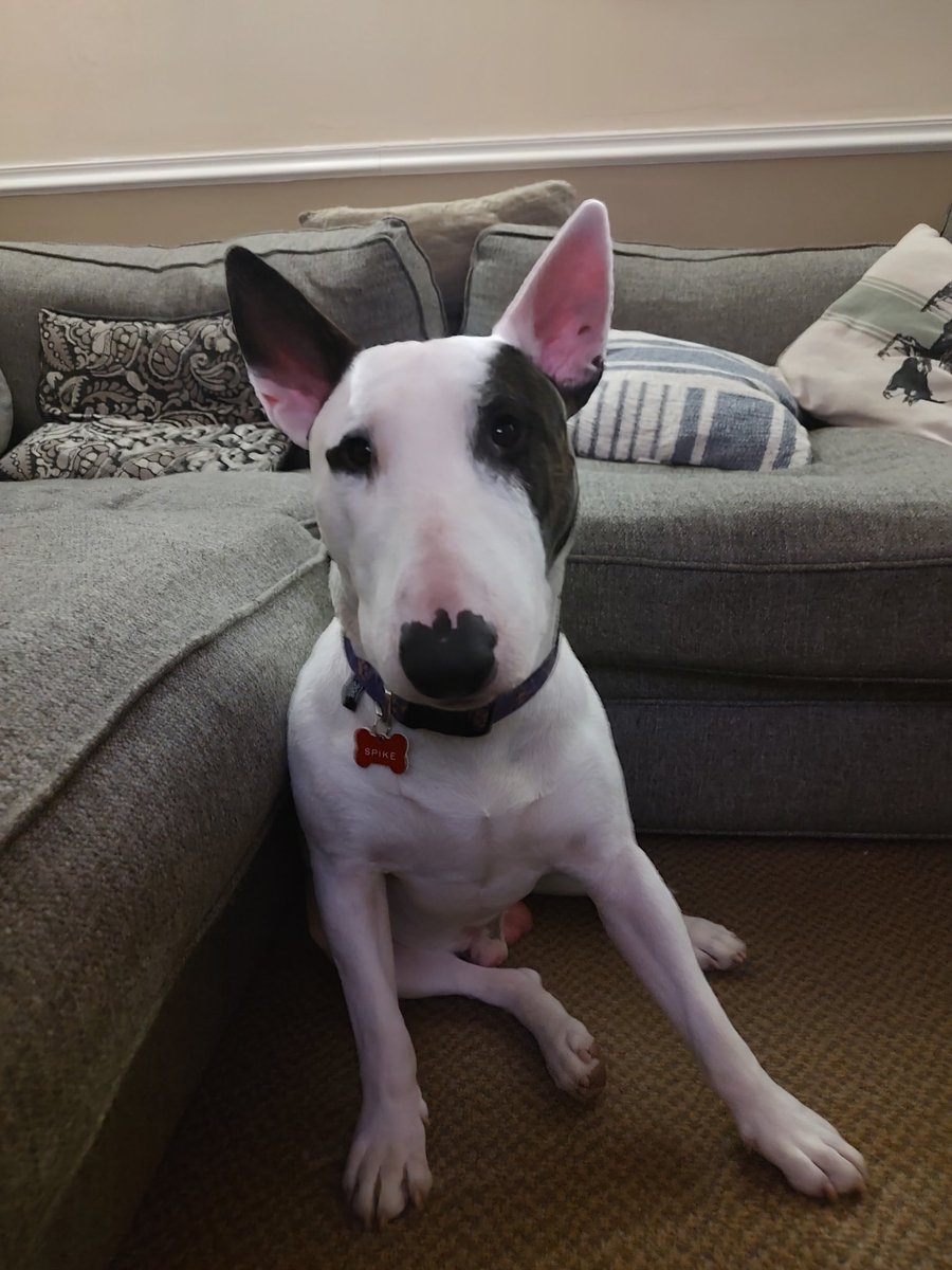 rexthetvterrier's tweet image. Not much on TV tonight, so we're catching up on some shows we DVR'd this week as well as the #thepittseason2 
#Spike #TVPicks #Dogs