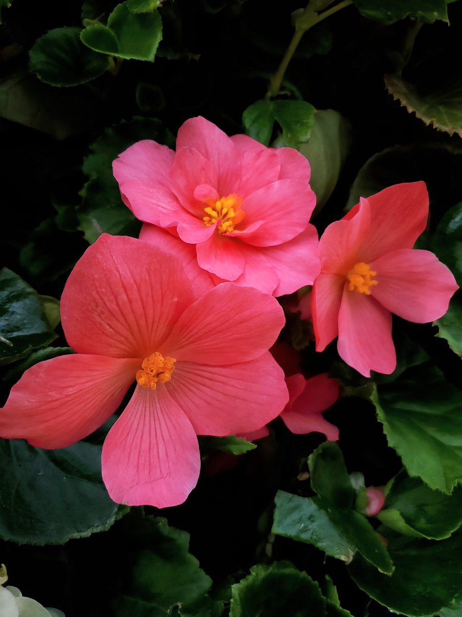 mayu*** (@mayu_r729) / Posts / X